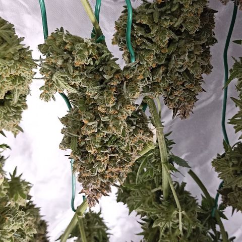 Ztrawberriez Auto growlog timeline photo