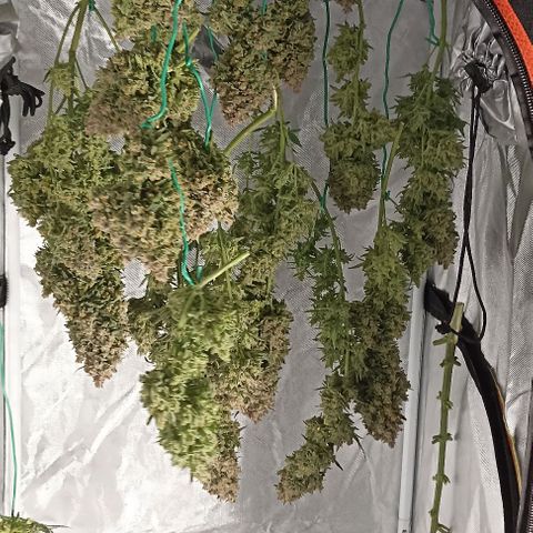 Ztrawberriez Auto growlog timeline photo