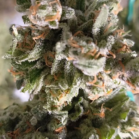 Ztrawberriez Auto growlog timeline photo