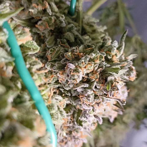 Ztrawberriez Auto growlog timeline photo