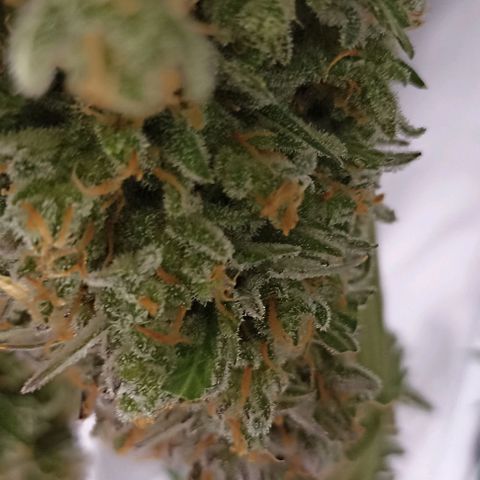 Ztrawberriez Auto growlog timeline photo