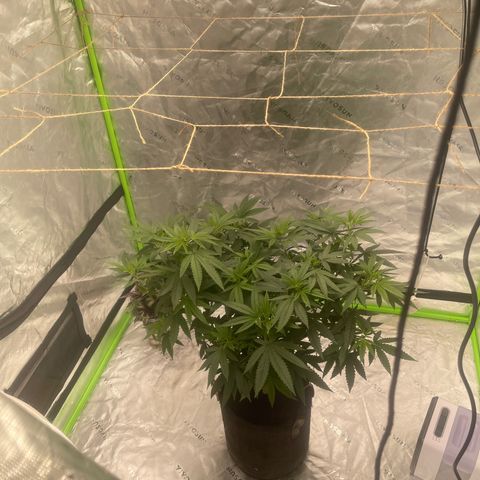 Paradise OG  growlog photo: 1st day of flower