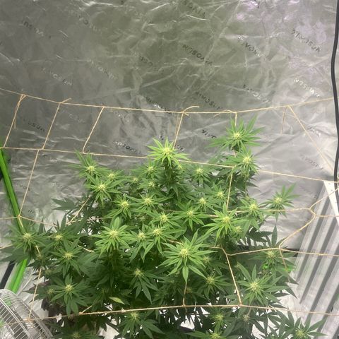 Paradise OG  growlog photo: week 3 flower