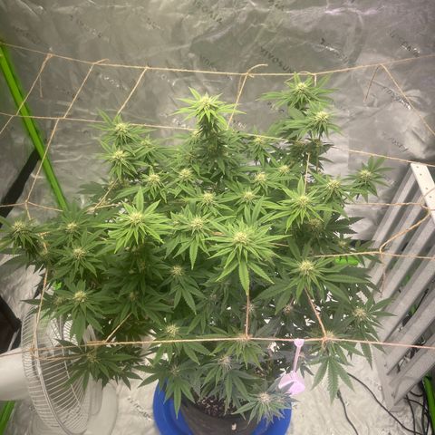 Paradise OG  growlog photo: week 4 flower