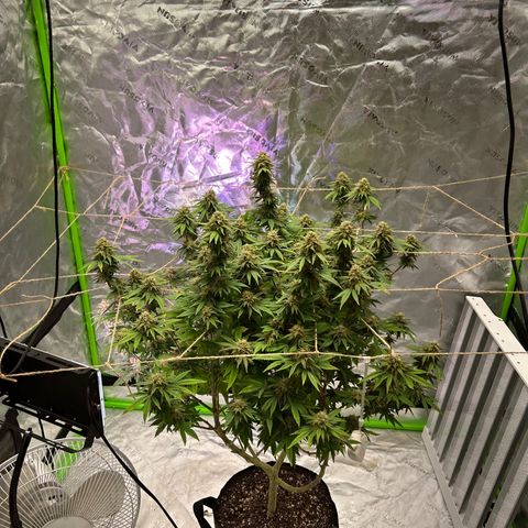 Paradise OG  growlog timeline photo