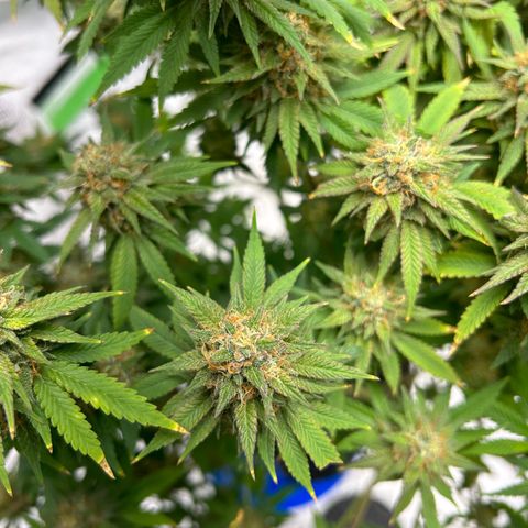 Paradise OG  growlog timeline photo