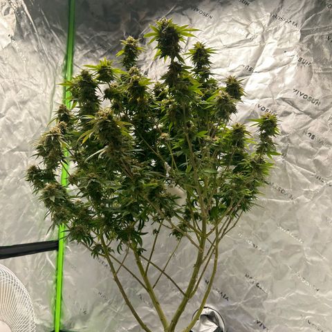 Paradise OG  growlog timeline photo