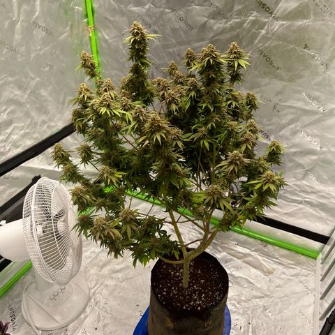 Paradise OG  growlog photo: week 8 flower