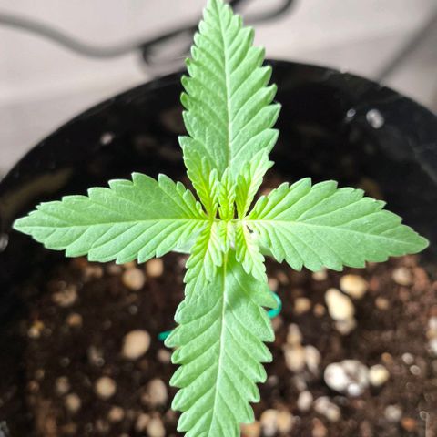 Lemon Haze growlog timeline photo