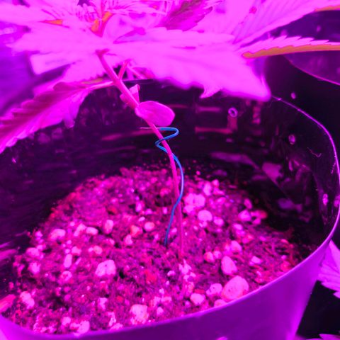Lemon Haze growlog timeline photo