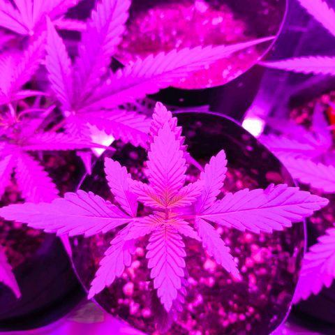 Lemon Haze growlog timeline photo