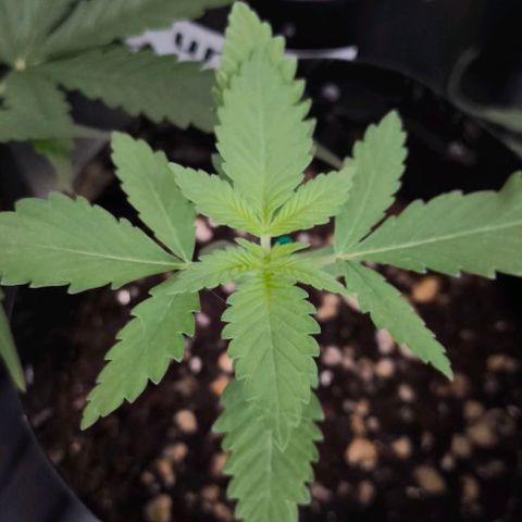 Lemon Haze growlog timeline photo
