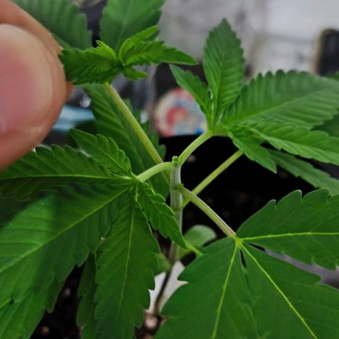 Lemon Haze growlog timeline photo