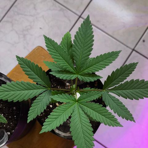 Lemon Haze growlog timeline photo