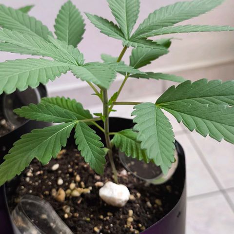 Lemon Haze growlog timeline photo