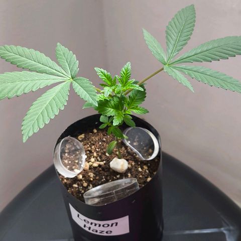 Lemon Haze growlog timeline photo