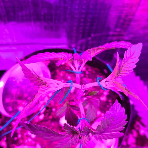 Lemon Haze growlog timeline photo