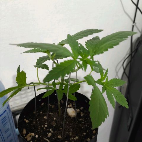 Lemon Haze growlog timeline photo
