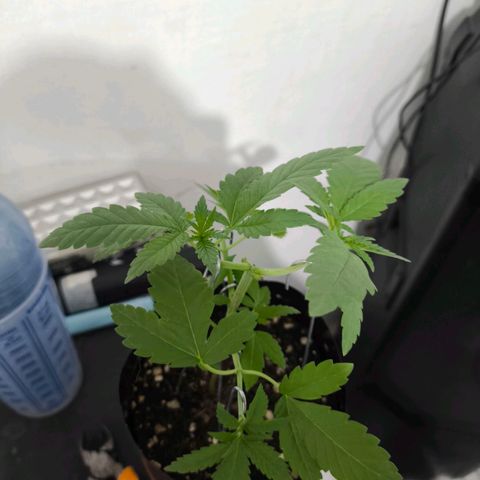 Lemon Haze growlog timeline photo
