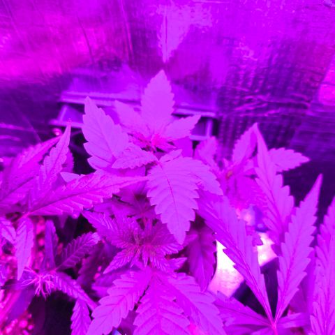 Lemon Haze growlog timeline photo