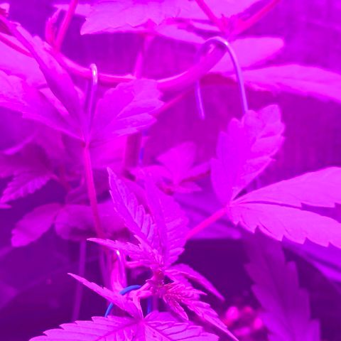 Lemon Haze growlog timeline photo