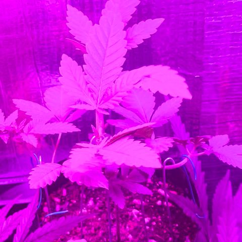 Lemon Haze growlog timeline photo