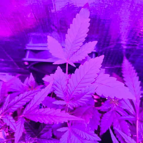 Lemon Haze growlog timeline photo