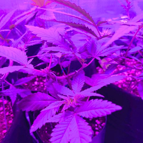 Lemon Haze growlog timeline photo