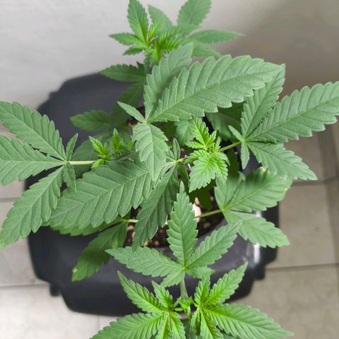 Lemon Haze growlog timeline photo