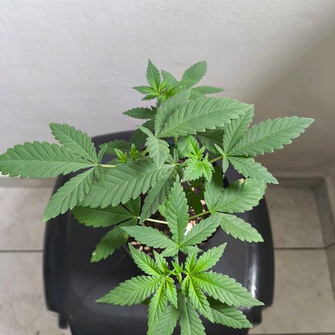 Lemon Haze growlog timeline photo