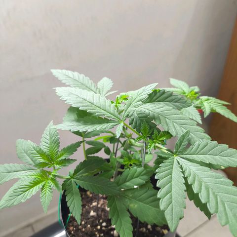 Lemon Haze growlog timeline photo