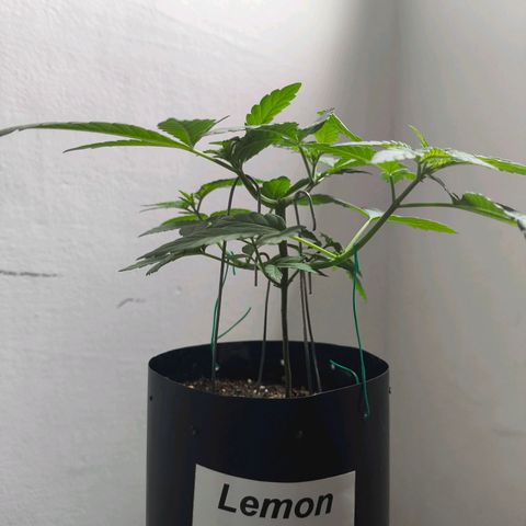 Lemon Haze growlog timeline photo