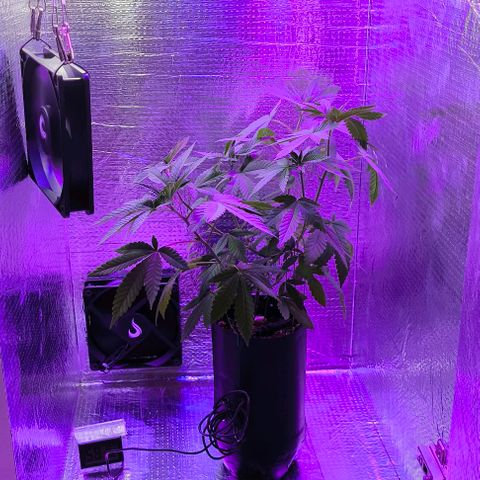 Lemon Haze growlog timeline photo