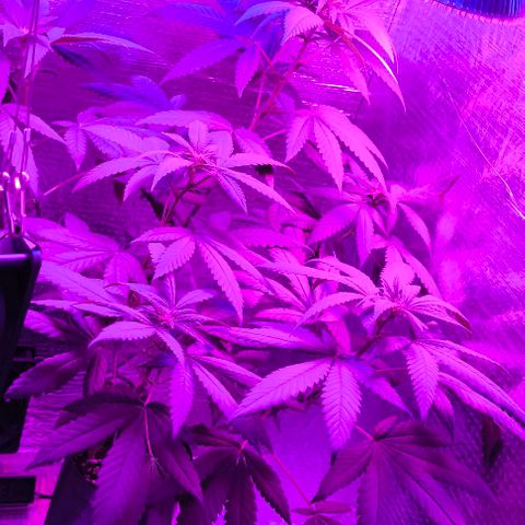 Lemon Haze growlog timeline photo