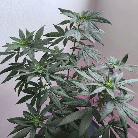 Lemon Haze growlog timeline photo
