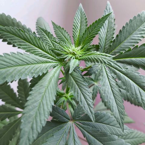 Lemon Haze growlog timeline photo