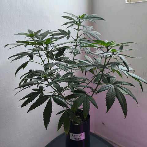 Lemon Haze growlog timeline photo