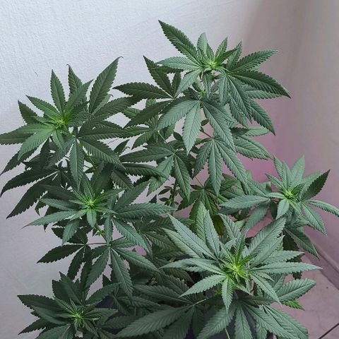 Lemon Haze growlog timeline photo