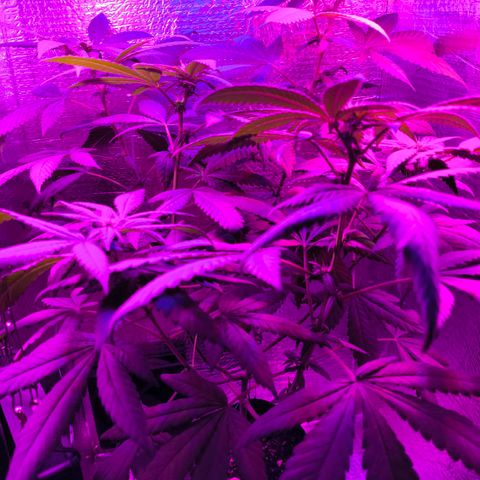 Lemon Haze growlog timeline photo