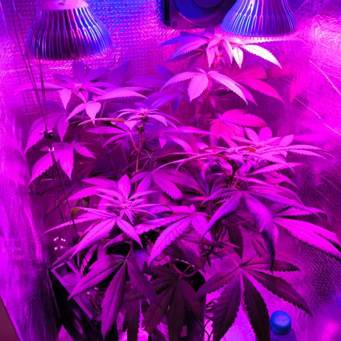 Lemon Haze growlog timeline photo