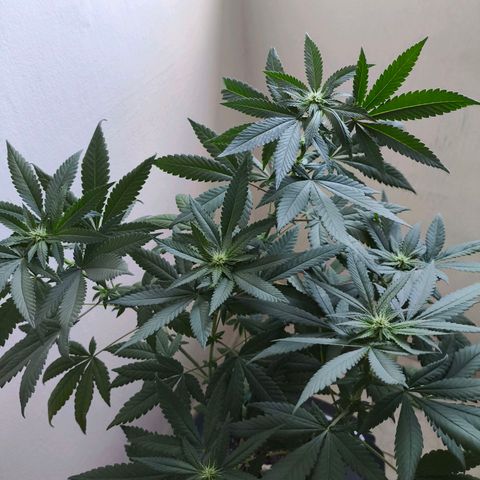 Lemon Haze growlog timeline photo