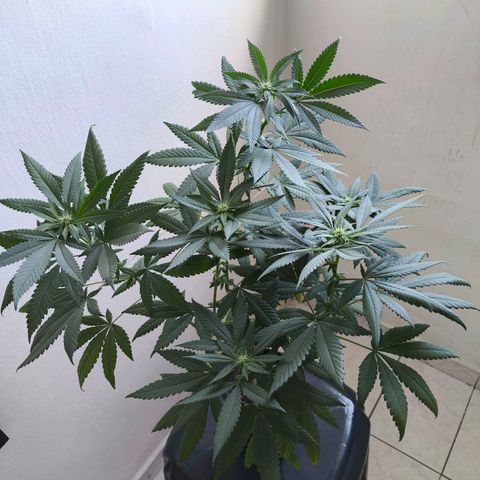 Lemon Haze growlog timeline photo