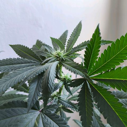 Lemon Haze growlog timeline photo