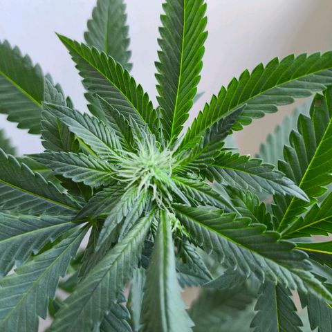 Lemon Haze growlog timeline photo