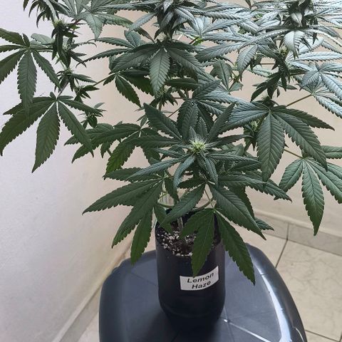 Lemon Haze growlog timeline photo