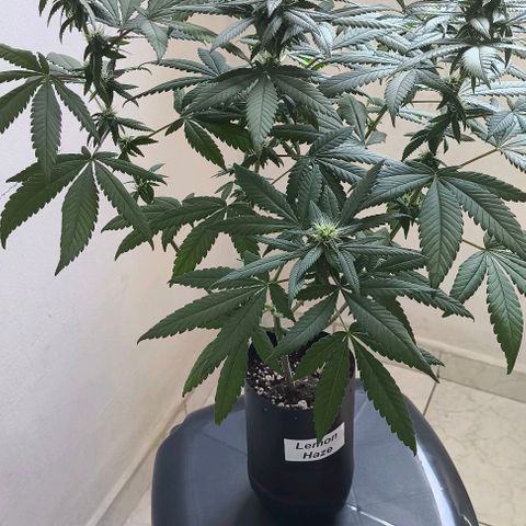 Lemon Haze growlog timeline photo