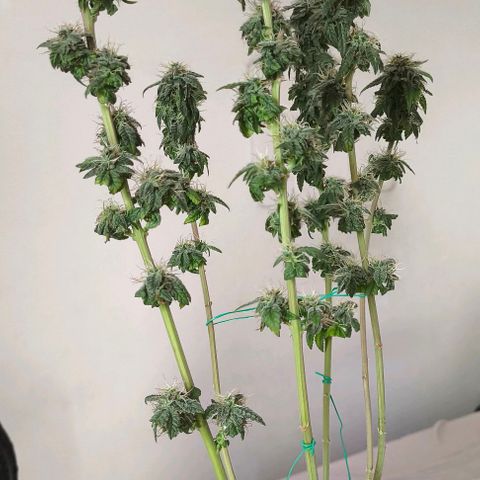 Lemon Haze growlog timeline photo