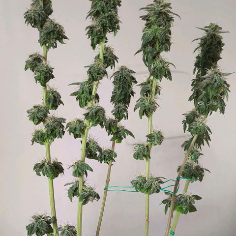 Lemon Haze growlog timeline photo