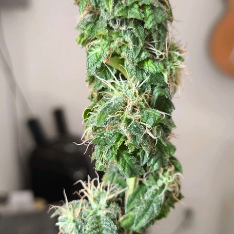 Lemon Haze growlog timeline photo