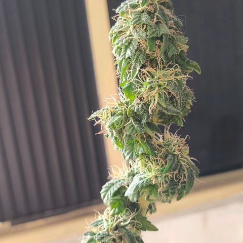 Lemon Haze growlog timeline photo